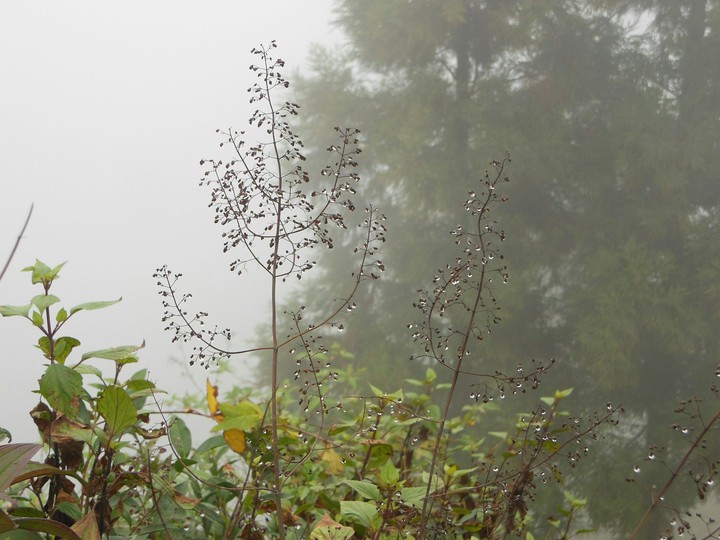 Beauty of lower Himalayas