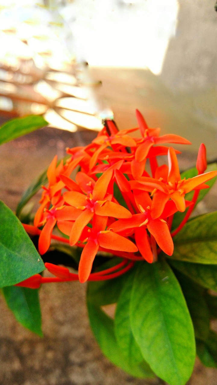 Orange flowers