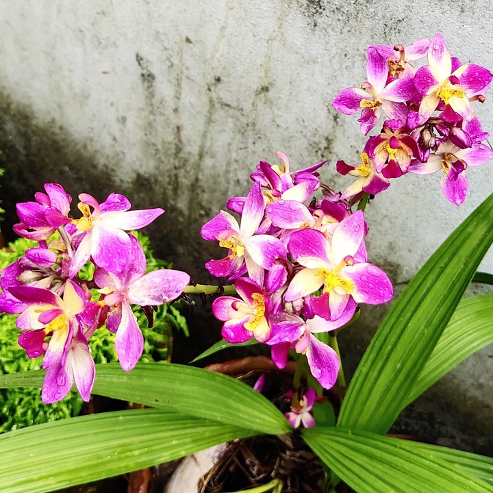 orchid