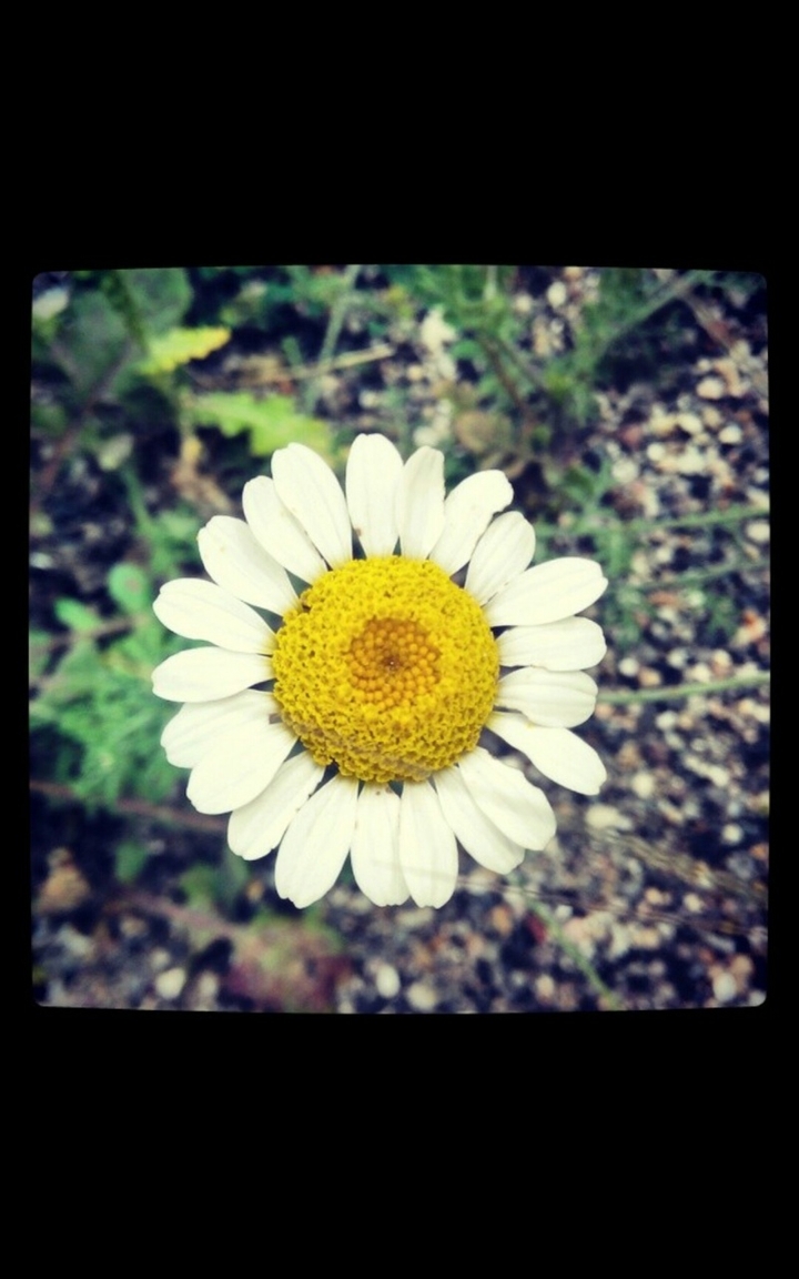 daisy