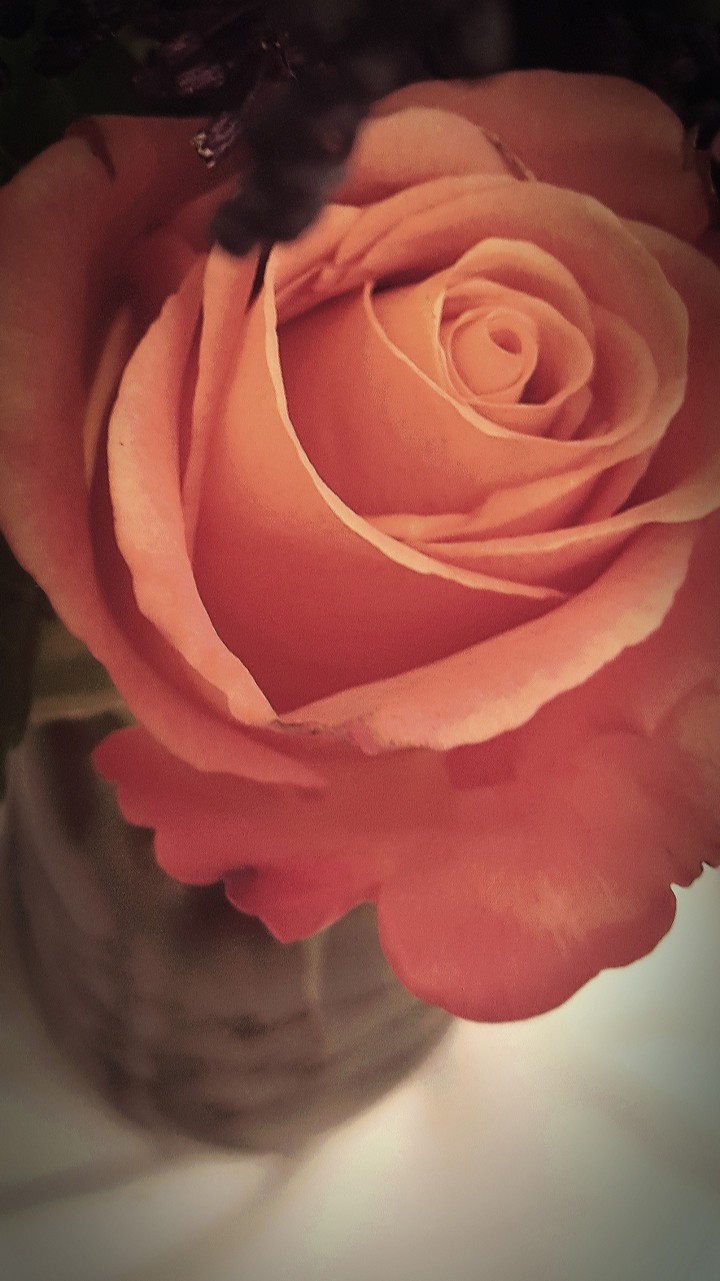 The Rose