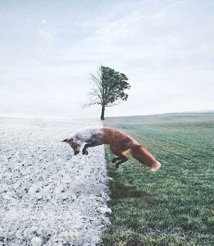 Fox