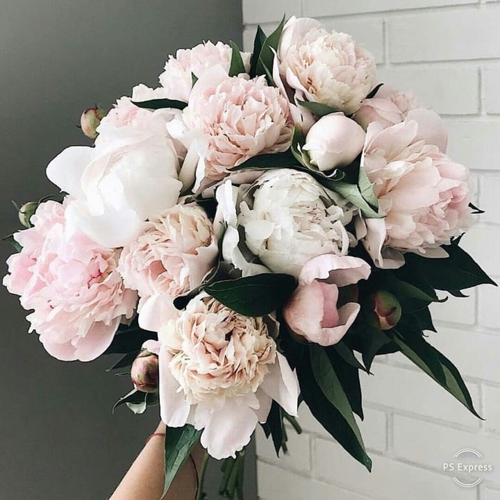 peony