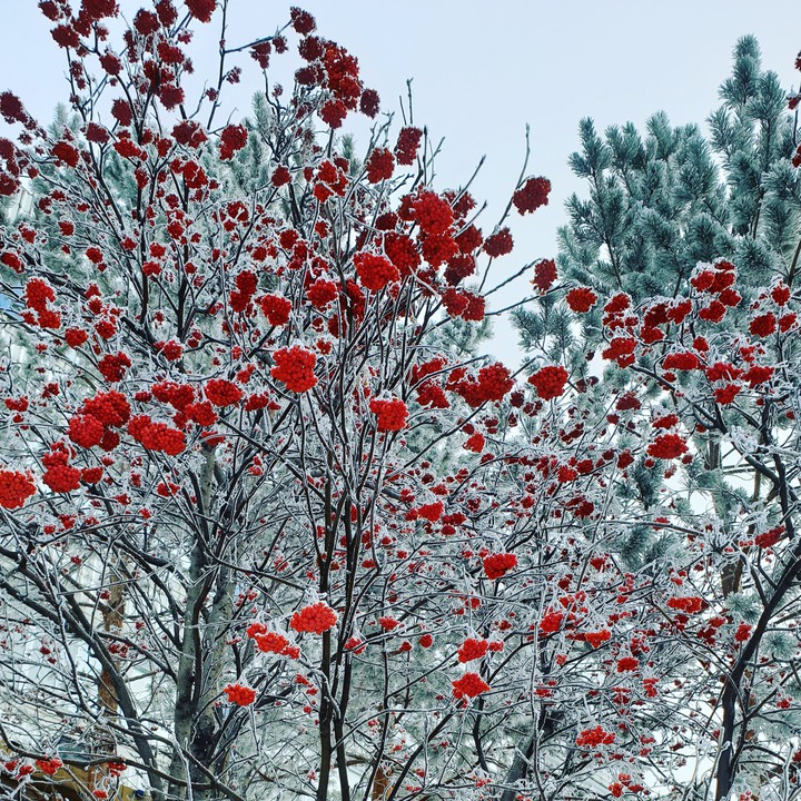 Winter