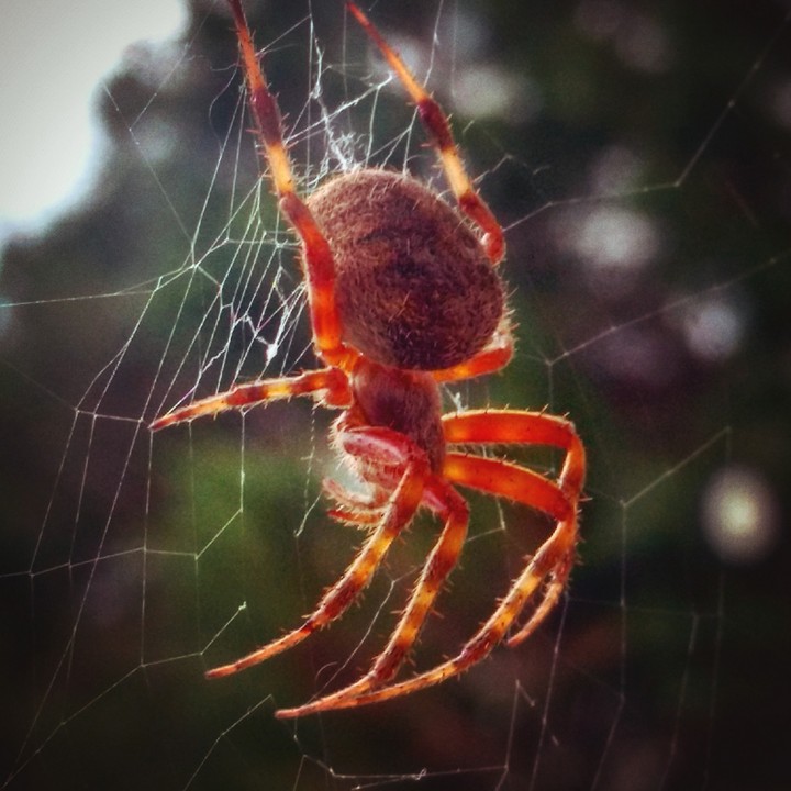 Same Spider Different Day