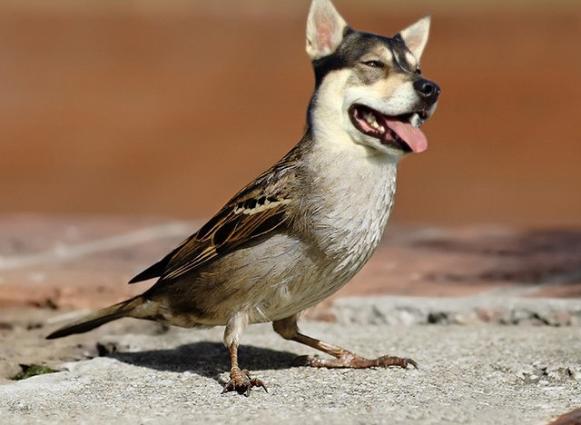 Birdog