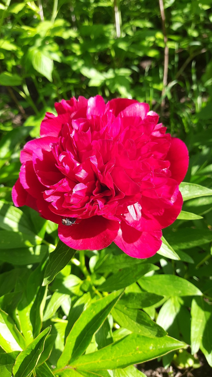 pion
