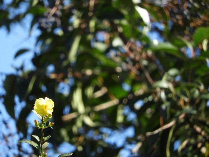 Flor
