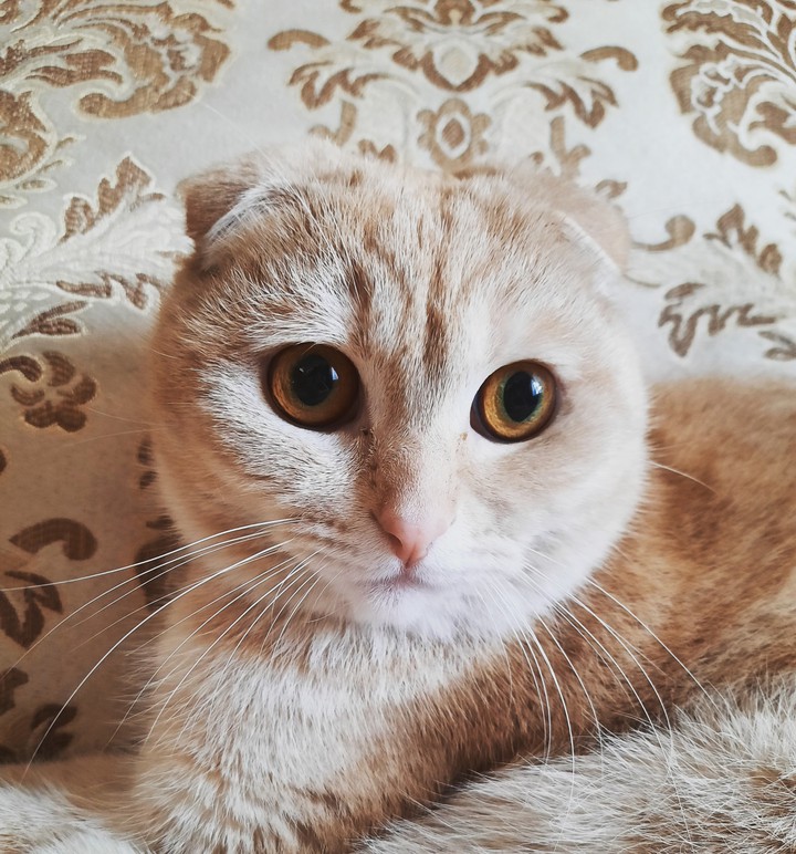 Кот Васыль