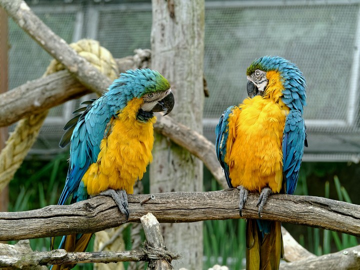 parrot love