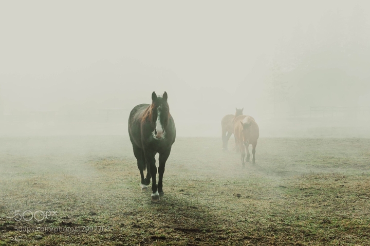 Horses