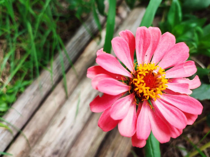 Zinnia elegans 1