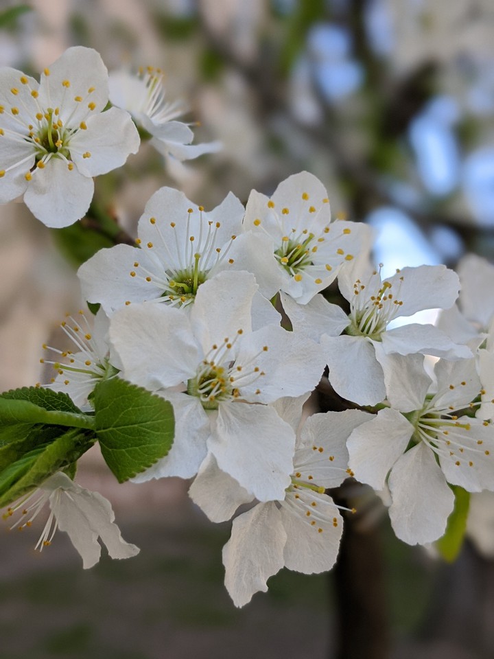 blossom. cheery