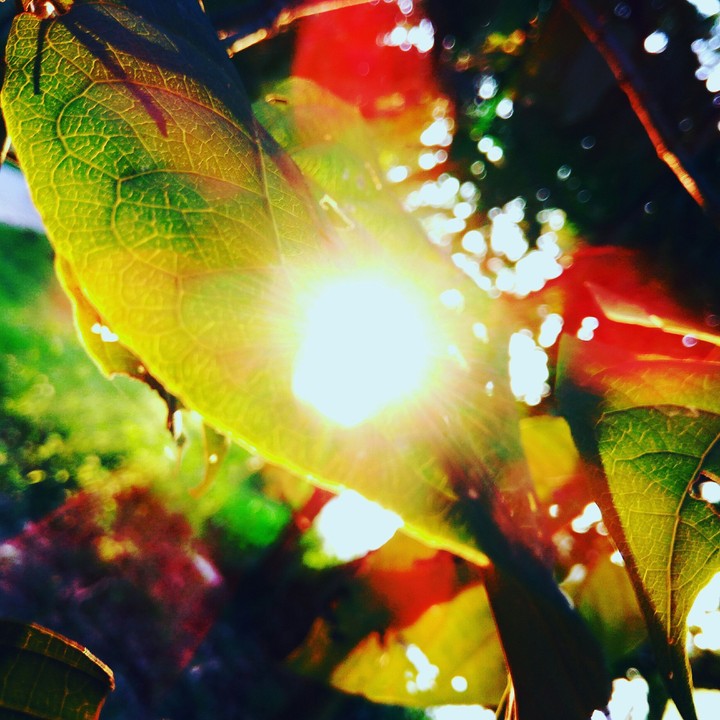 leaves