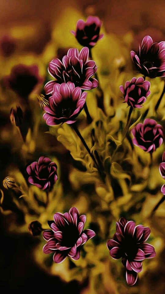 Glamorous Flowers Pic
