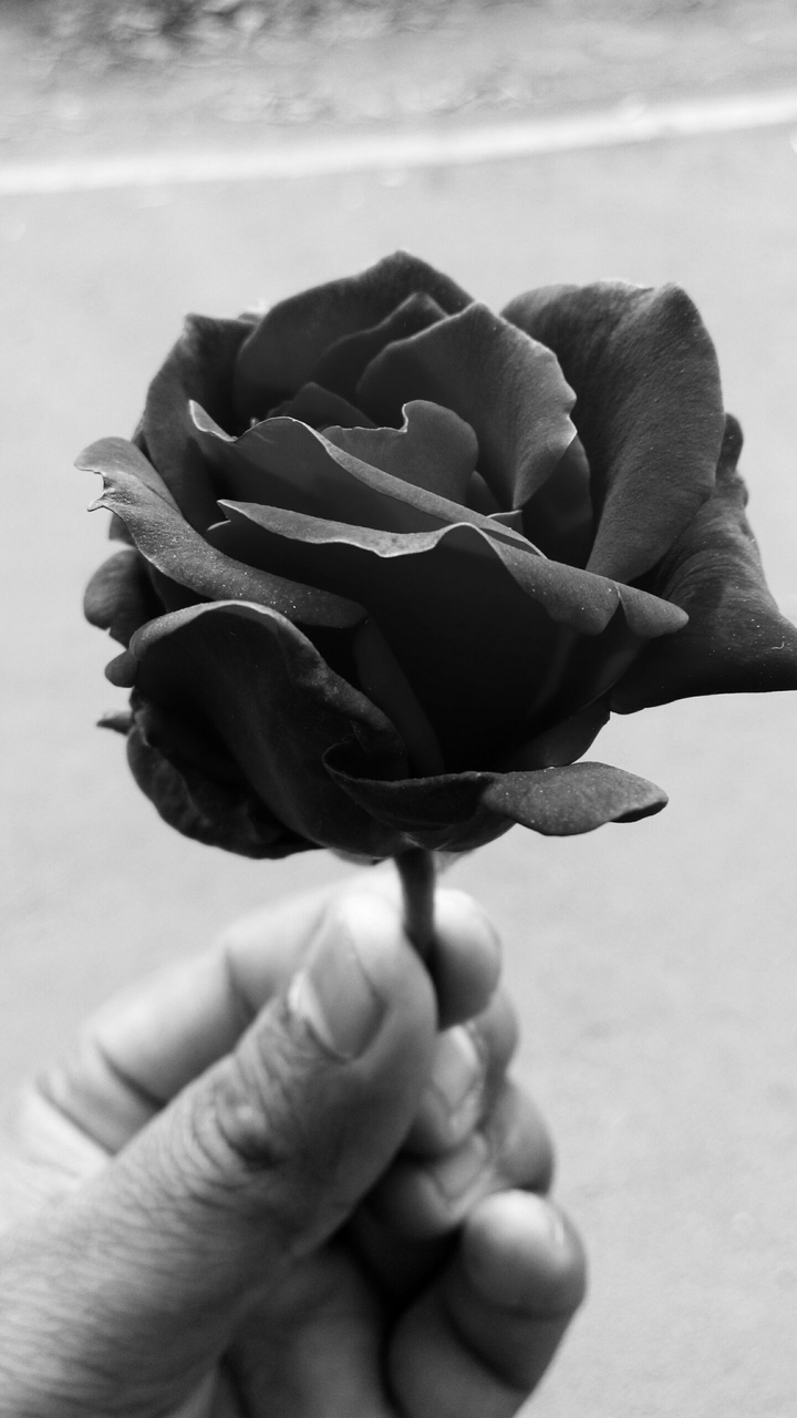 black rose hd mobile  2017