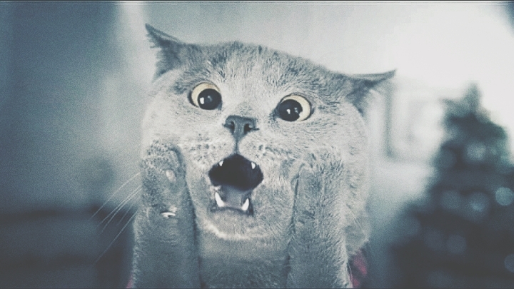 CAT_sama