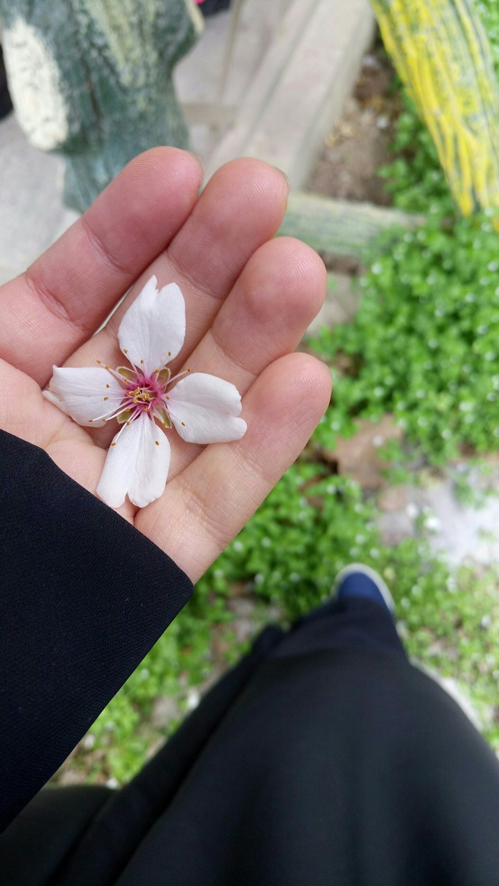 blossom