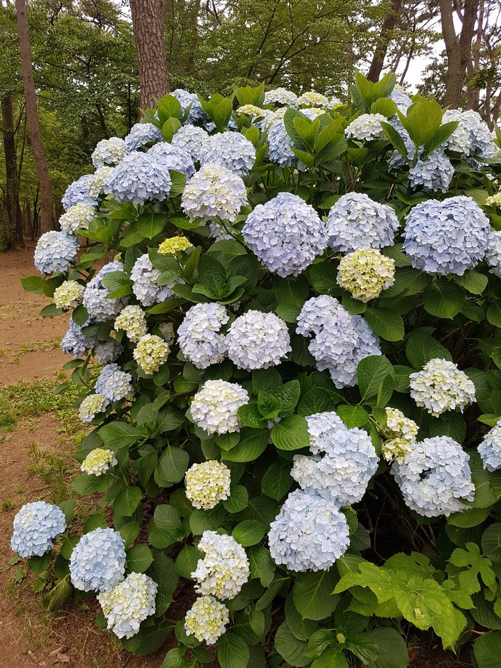 수국