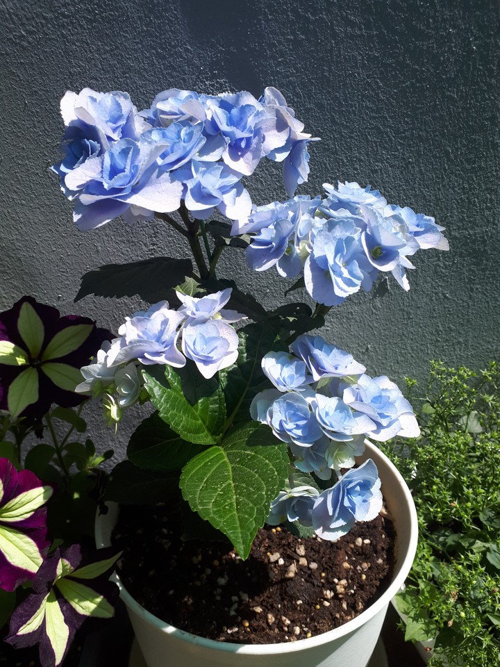 Blue F