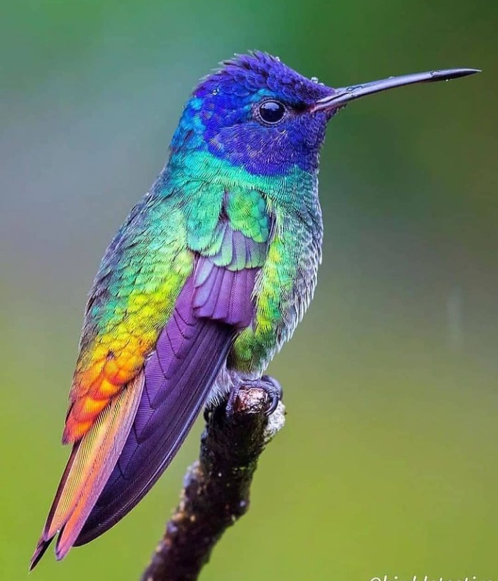 rainbow bird