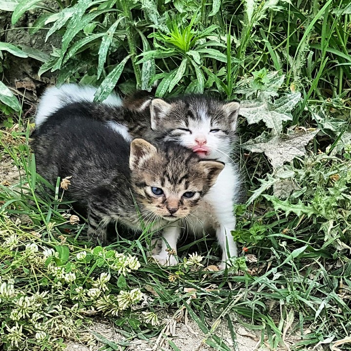 walking down the street noticed those lovely kittens