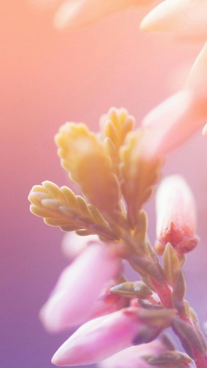 pink flowers