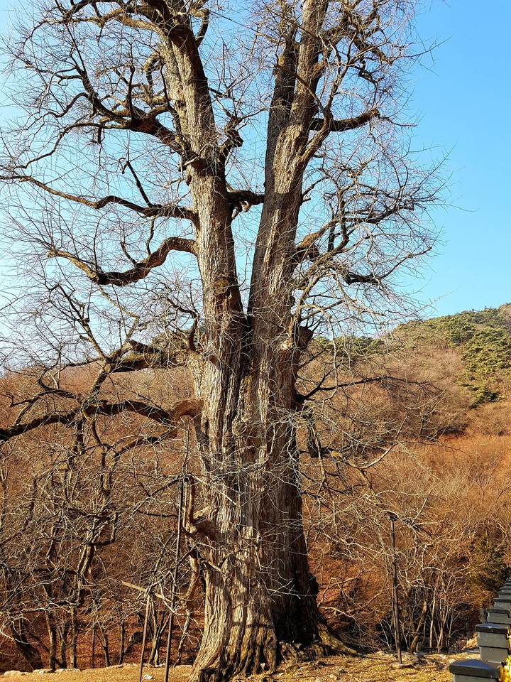 Very old tree