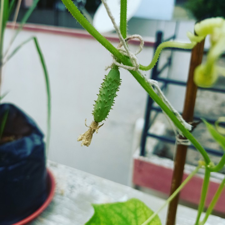 cucumber
