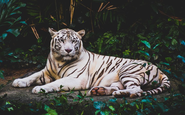 White Tiger