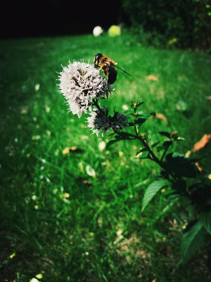 l'abeille butine