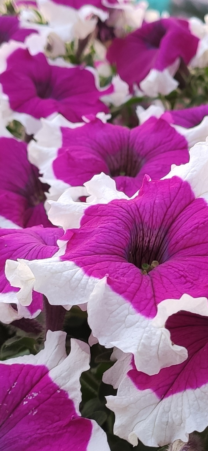 pink & white