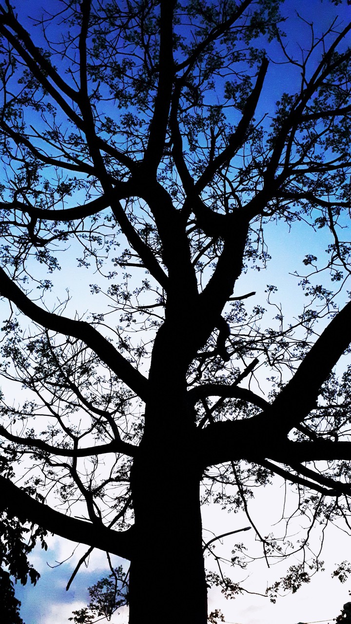 tree