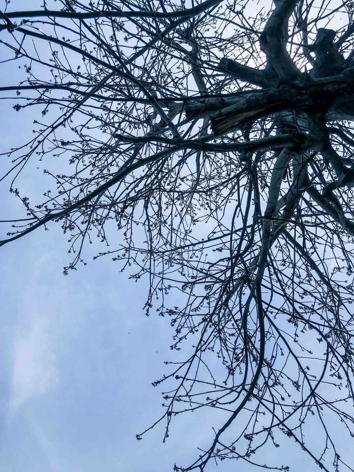 looking to sky