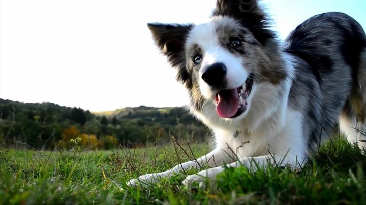 If It's Not A Broder Collie It's Just A Dog