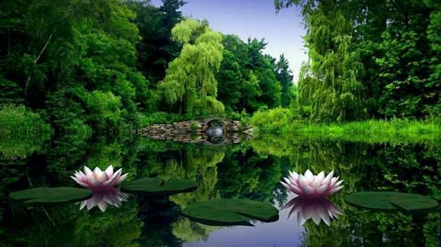 lotus