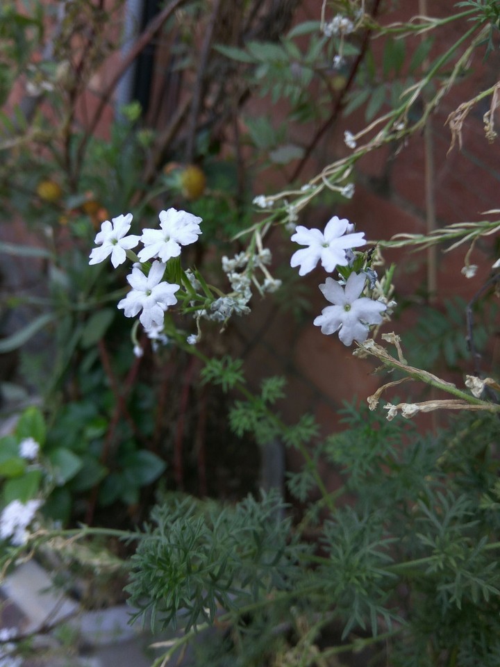 white flowers