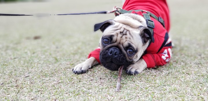 pug
