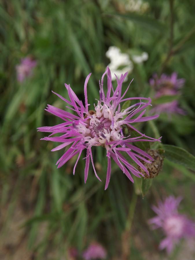 Knapweed
