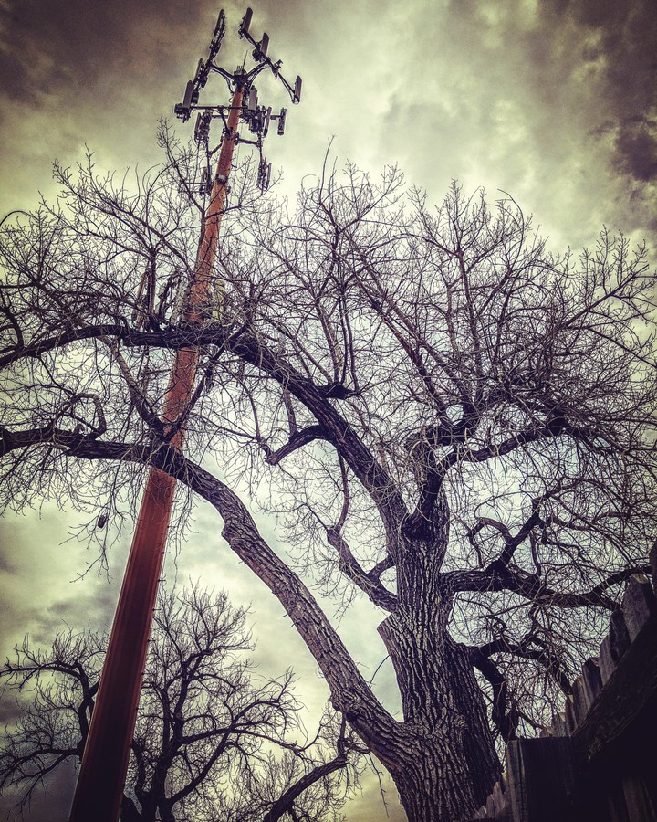 When technology and nature collide
