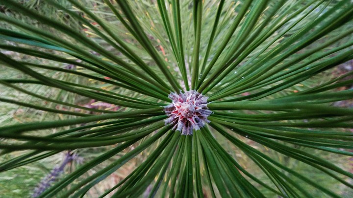 Sweet pine