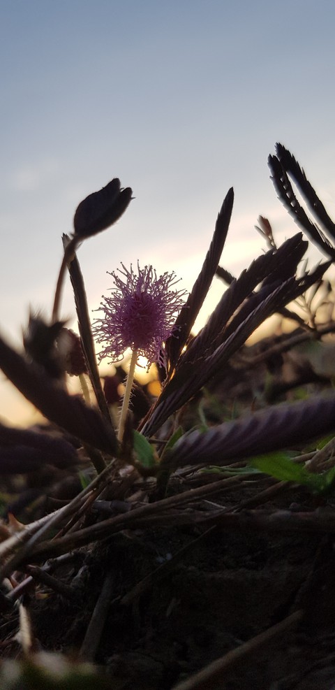 sunrise, petal háttérképek