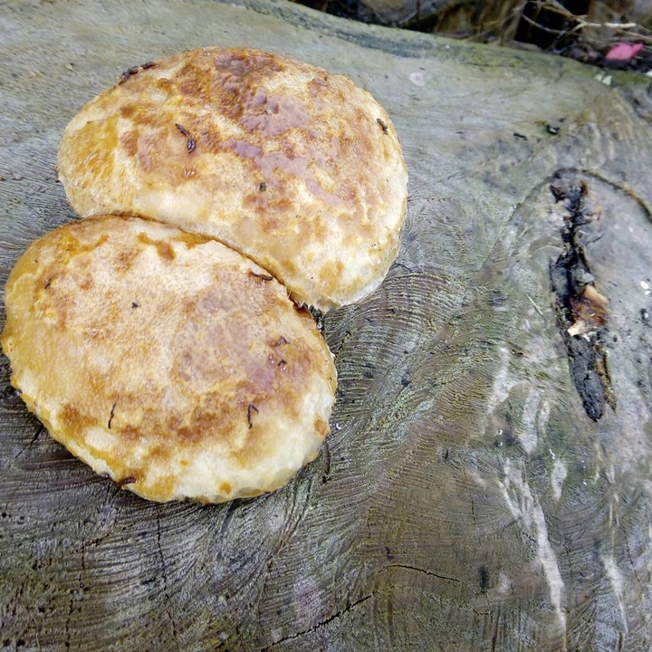 гриб