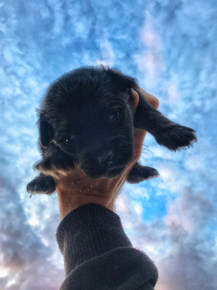 dog