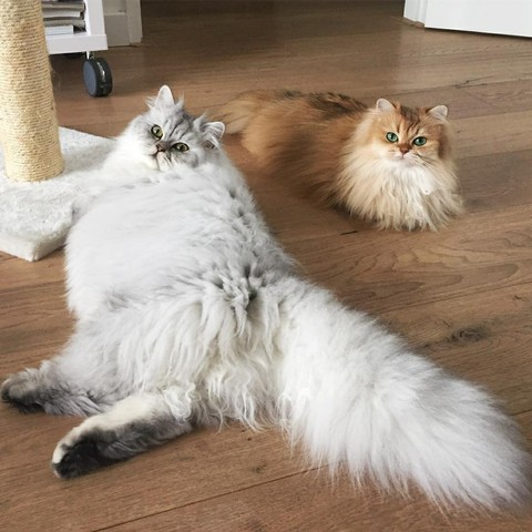 котики