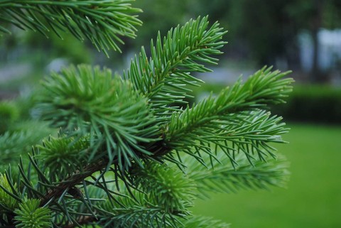 green