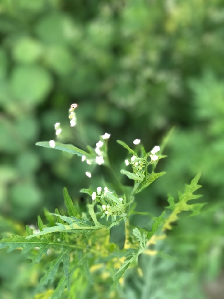 Nature