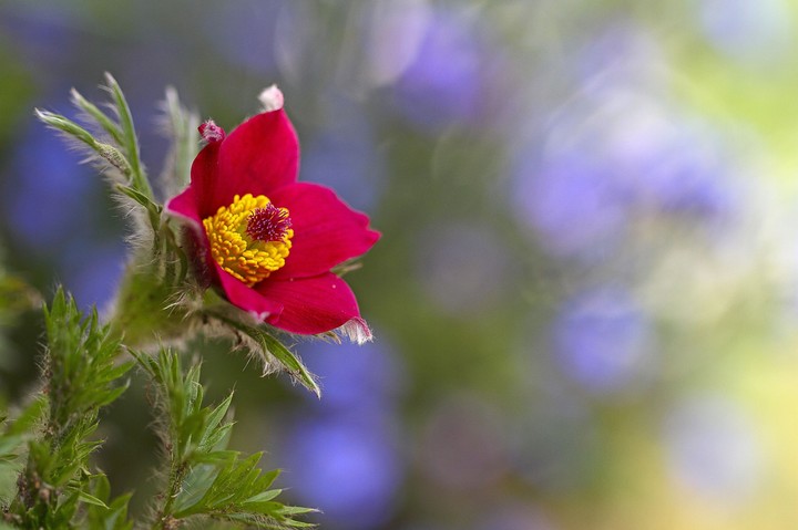flor roja pasion