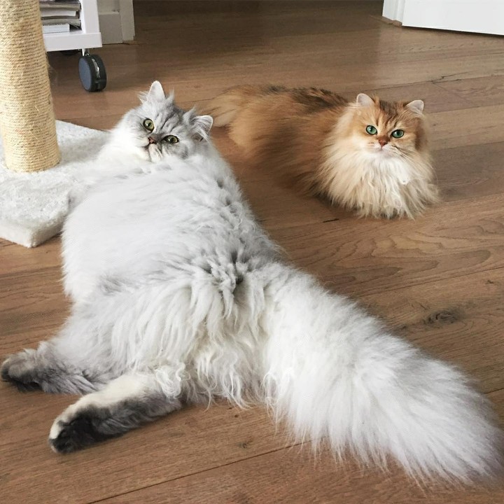 котики