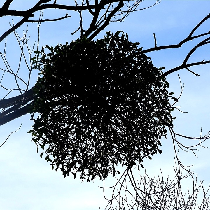 mistletoe